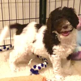 Goldendoodle and Poodle Puppies from Starlight Goldendoodles