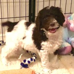 Goldendoodle and Poodle Puppies from Starlight Goldendoodles