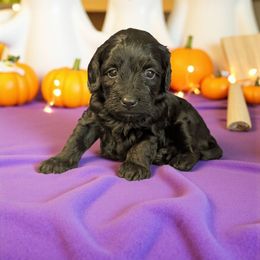 Jason - Black male Cockapoo puppy in Sparta, Missouri from Sis' Doodles & Poodles