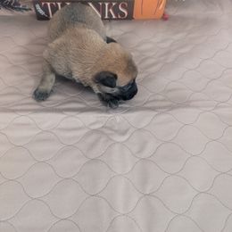 Blue Male - Mahogany male Belgian Malinois puppy in Paynes Corner, Virginia from Von-Zito Belgian Malinois