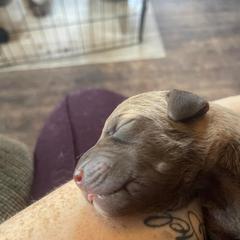 Chesapeake Bay Retriever Puppies from Bellus Chesapeakes