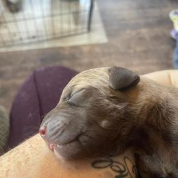 Chesapeake Bay Retriever Puppies from Bellus Chesapeakes