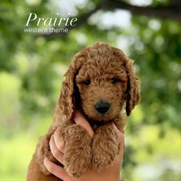 Prairie (Aqua) - Apricot female Goldendoodle puppy in Hutto, Texas from Crystal's Goldendoodles