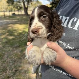 Tia - Liver and white female English Springer Spaniel puppy in Williston, Florida from Bizzy Farms English Springer Spaniels