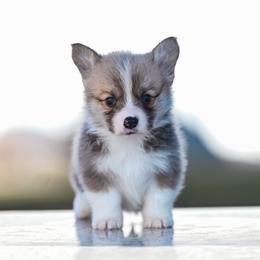 SLATE - Fawn male Pembroke Welsh Corgi puppy in Mona, Utah from Sorensen Corgis