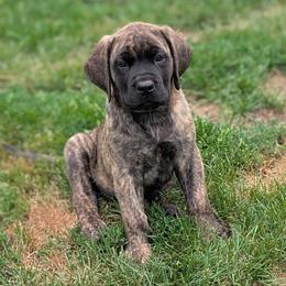 Brindle - Brindle female Mastiff puppy in Thompson, Connecticut from Riddermark kennel