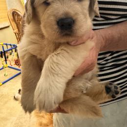 Girl 1 - female Golden Retriever puppy in Chesapeake, Virginia from Goldilocks Golden Retrievers