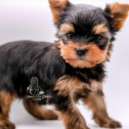 Yorkshire Terrier Puppies from Essence of Grace Yorkies