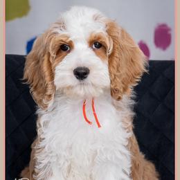 Eric - Red and white male Cockapoo puppy in Connersville, Indiana from Deaz Doodle Ranch