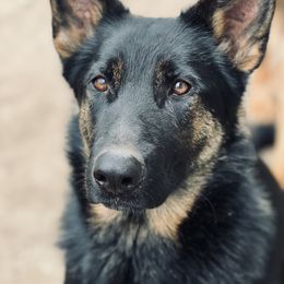 Anook - German Shepherd