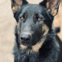 Anook - German Shepherd