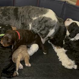 Bernedoodle Puppies from Bernied00dle Love