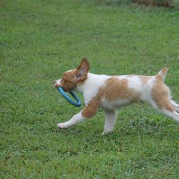 Brittany Puppies from Tail'Z End Kennels