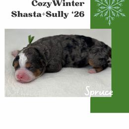 Spruce - Merle male Bernedoodle puppy in Syracuse, Utah from Redrockbernedoodles