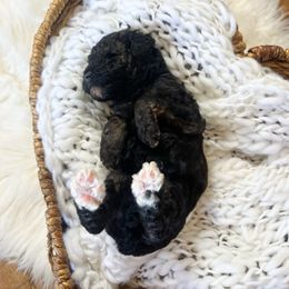 Mugs - Sable male Bernedoodle puppy in Grove, Oklahoma from Guinn Family Farms