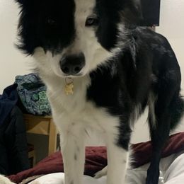 Border Collie Puppies from Trailblazer Border Collies