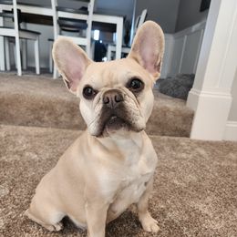 Swiper - French Bulldog