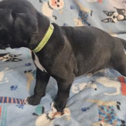 Boxer Puppies from Miles High Boxers