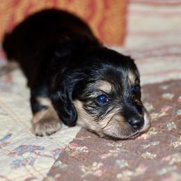 Light pink collar female - Black and cream female Dachshund puppy in New Canton, Virginia from Mount Calm Golden Retrievers