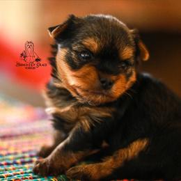 Yorkshire Terrier Puppies from Essence of Grace Yorkies