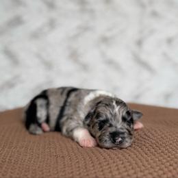 Oven - Blue merle female Australian Shepherd puppy in Argyle, Iowa from Country Time Kennels