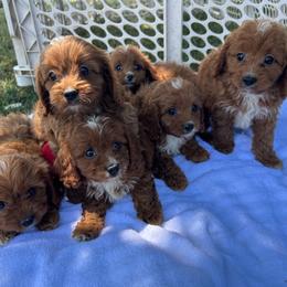Cavapoo puppies from DoodleForever
