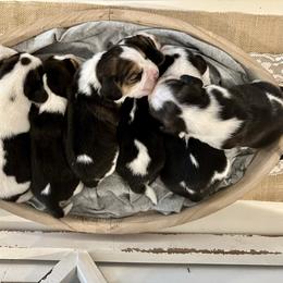3rd Choice Baby Boy - Black tan and white male Beagle puppy in Monticello, Georgia from Beaglelove