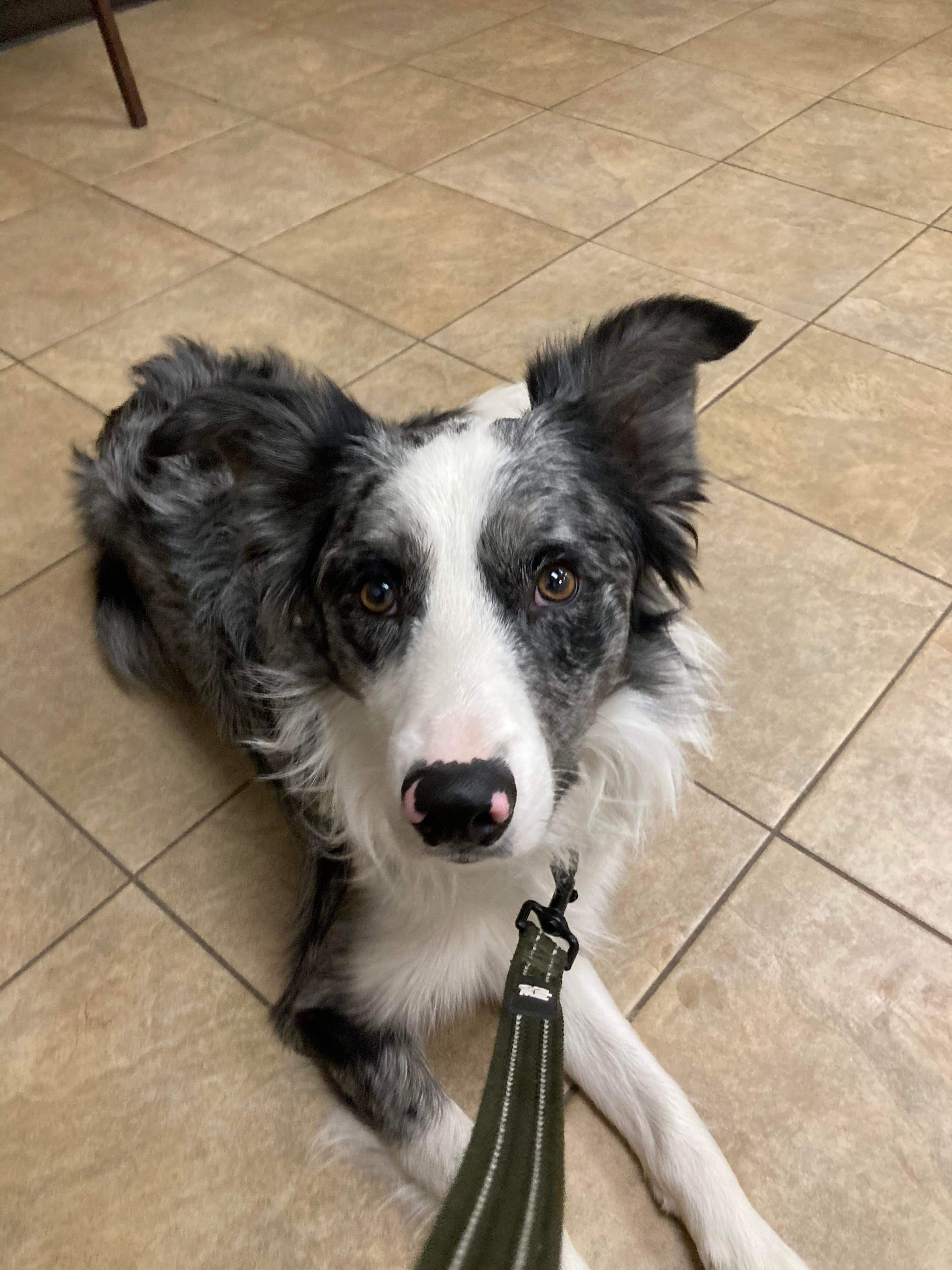 Koda
