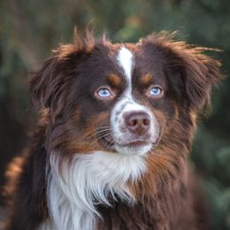 Stunner "Stud" - Toy Australian Shepherd