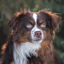 Stunner "Stud" - Toy Australian Shepherd