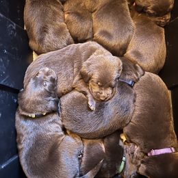 Labrador Retriever Puppies from Naomi's Labrador Retrievers