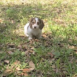 Chocolate Pie Female - Piebald female Dachshund puppy in Avon Park, Florida from Dachshunds