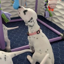 Second pick, female - White and black female Dalmatian puppy in Austin, Texas from Skye Dalmatians