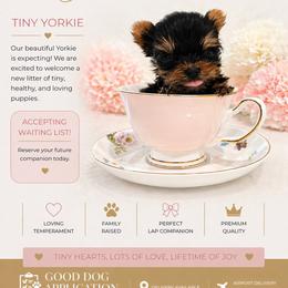 Yorkshire Terrier puppies from Ruby the poodle