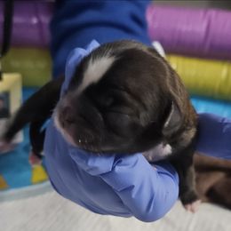 Shih Tzu Puppies from My Precious Paws - Shih Tzu