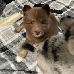 Pomsky Puppies from Michelle