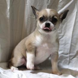 Shield - Black sabled fawn male Chihuahua puppy in Willamina, Oregon from Cherished Chihuahuas