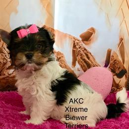 Girl 1 - Black tan and white female Biewer Terrier puppy in Jonestown, Pennsylvania from AKC Xtreme Biewer Terriers...