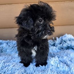 Sly - Black male Maltipoo puppy in Lebanon, Kentucky from Mosaic Merle Doodles