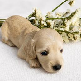 Ginger - Cream female Dachshund puppy in Sebring, Florida from Mini Weenies