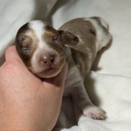 Fitz - Dapple male Dachshund puppy in Hazlehurst, Georgia from DrakeFire Dachshunds