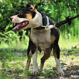 American Pit Bull Terriers from Axios Kennels