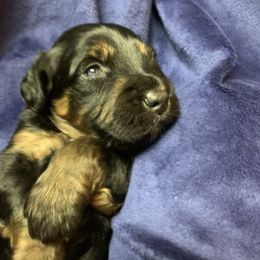 Border Collie and Bordoodle Puppies from Sunrise Kennels