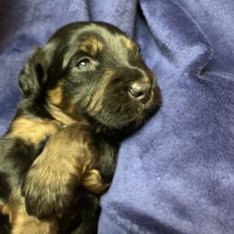 Border Collie and Bordoodle Puppies from Sunrise Kennels