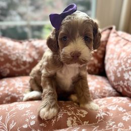 Autumn - Red female Australian Labradoodle puppy in Summerfield, North Carolina from Four Oaks Labradoodles