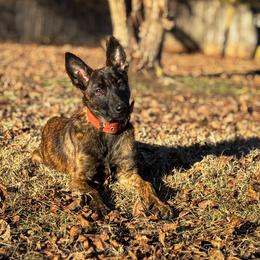 Maki - Brindle female Belgian Malinois puppy in North Carolina from Furia Ignis Belgian Malinois