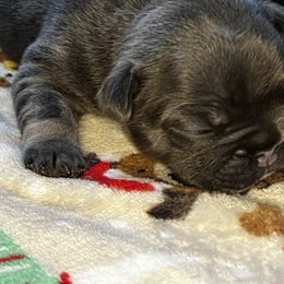 French Bulldog Puppies from K&J Frenchies