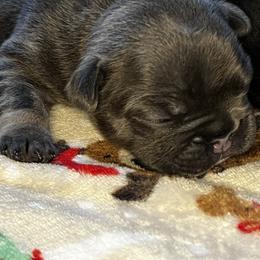 French Bulldog Puppies from K&J Frenchies