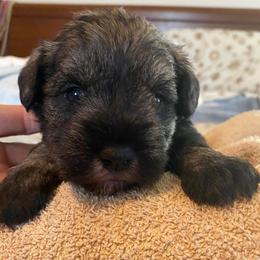 Miniature Schnauzers from Farmers Creek Kennel
