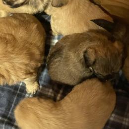 Shih Tzus, Shorkies, and Yorkshire Terriers from Yorkies of Distinction